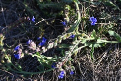 Anchusa officinalis, photograph (c) Petr Harant, some rights reserved (CC BY)