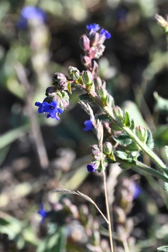 Anchusa officinalis, photograph 4