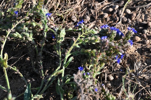 Anchusa officinalis, photograph 5