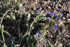 Anchusa officinalis, photograph (c) Petr Harant, some rights reserved (CC BY)