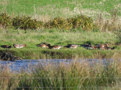 Eurasian Wigeon