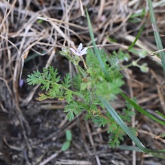 Erodium cicutarium