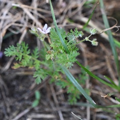 Erodium cicutarium, photograph (c) Petr Harant, some rights reserved (CC BY)