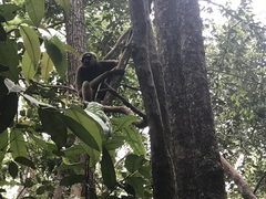 Hylobates albibarbis