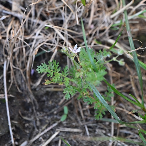 Erodium cicutarium, photograph 2