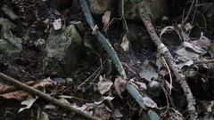 Selenicereus monacanthus
