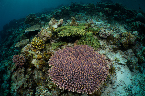 Acropora millepora observed 2026-09-21