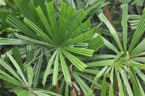 Licuala spinosa