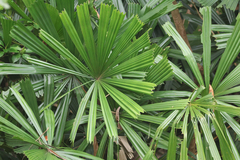 Licuala spinosa