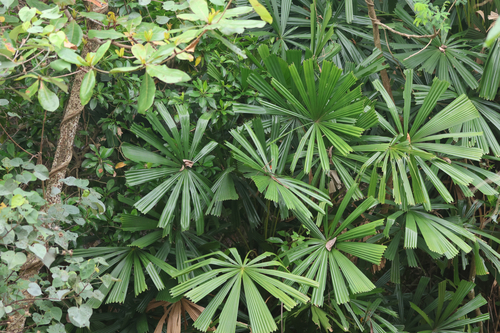 Licuala spinosa, photograph 1