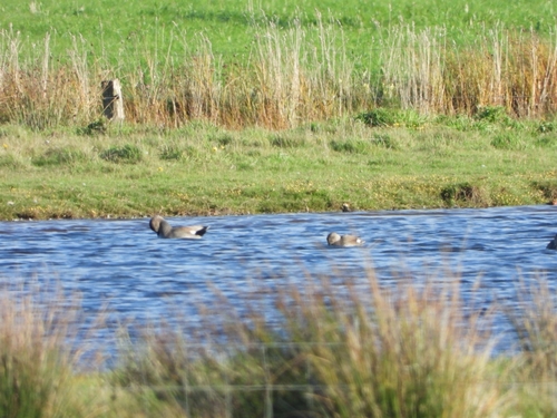 Gadwall