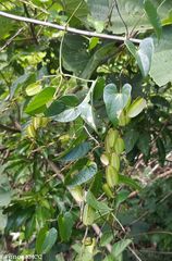 Dioscorea maciba image