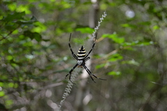 Argiope coquereli