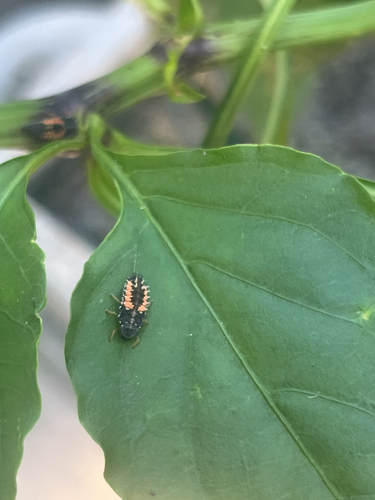 Asian Lady Beetle