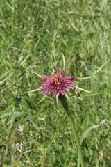 Tragopogon porrifolius porrifolius