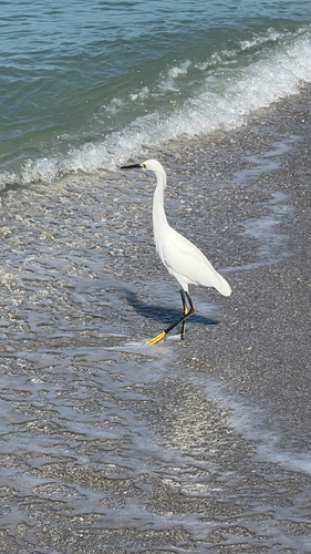 Snowy Egret