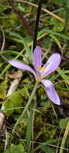 Autumn Crocus