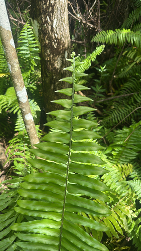 Nephrolepis hirsutula observed 2026-09-17