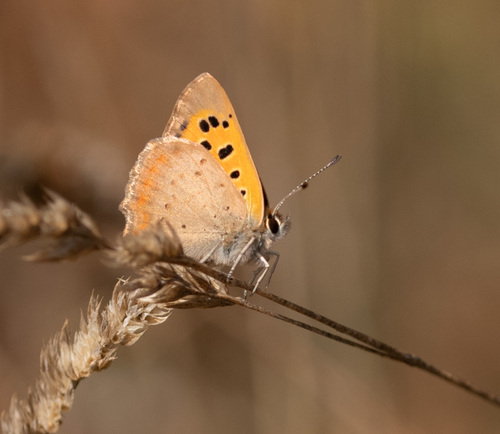 Small Copper
