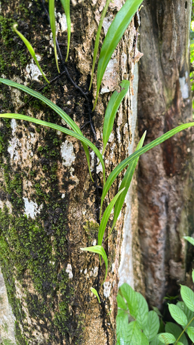 Pyrrosia lanceolata observed 2026-09-21