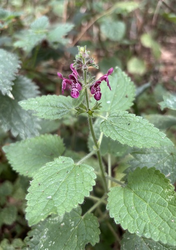 hedge woundwort