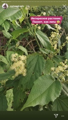 Mallotus oppositifolius