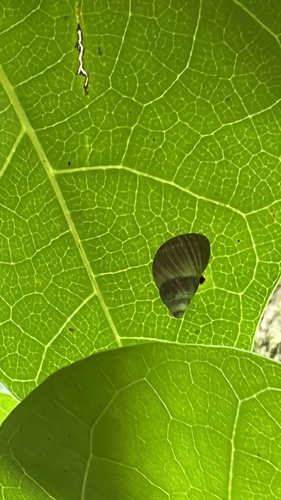 Partula radiolata observed 2026-09-21