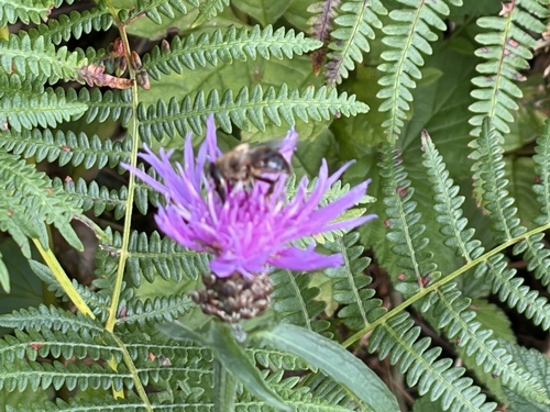 Common Drone Fly