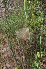 Tragopogon porrifolius porrifolius