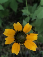 Rudbeckia amplexicaulis