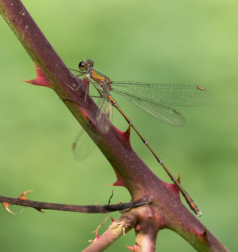 Western Willow Spreadwing
