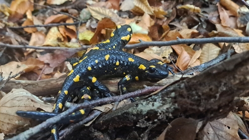 Fire Salamander