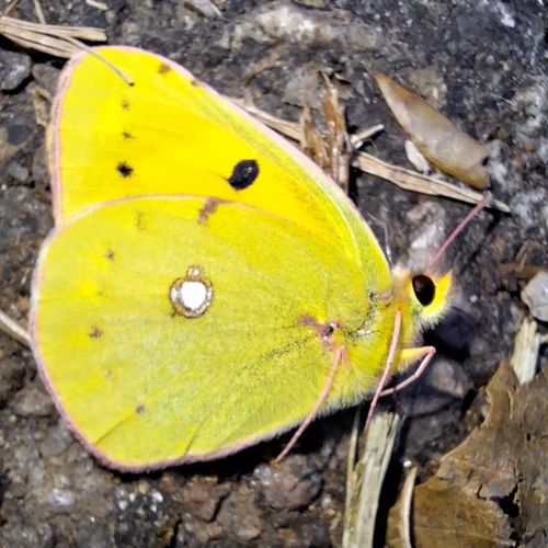 Clouded Yellow