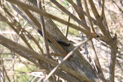 Ommatoiulus sabulosus aimatopodus