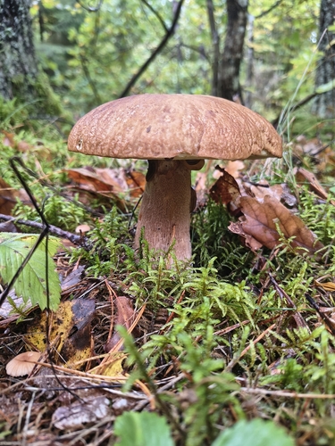 Summer Bolete