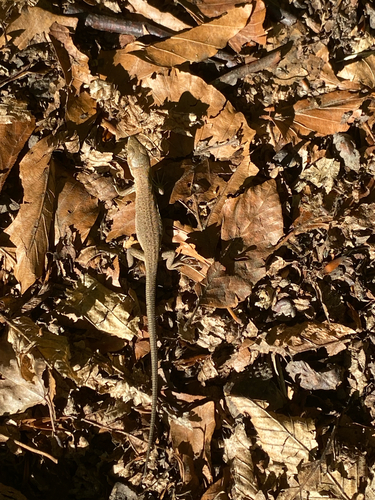 Green Lizard