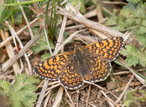Glanville Fritillary