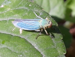 Cicadella