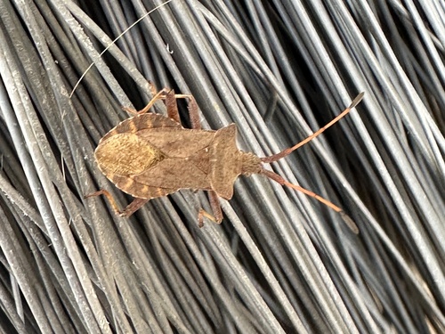 Dock Bug