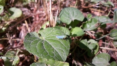 Cicadella