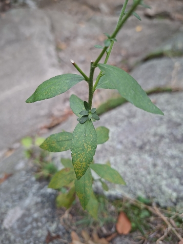 Solidago bicolor, photograph 1