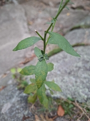 Solidago bicolor