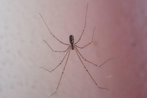 Marbled Cellar Spider