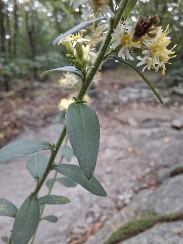 Solidago bicolor, photograph 4