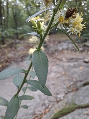 Solidago bicolor, photograph (c) Chris Reardon, some rights reserved (CC BY)