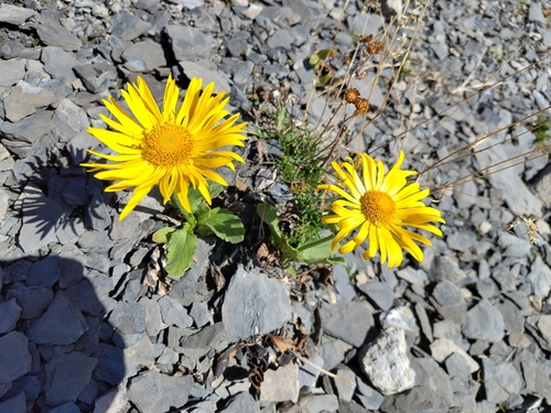 Large-leaved leopard's bane