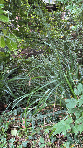 Carex pendula, photograph 6