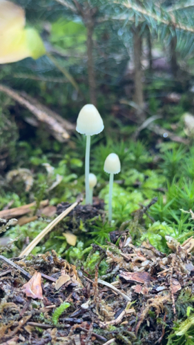 Yellowleg Bonnet