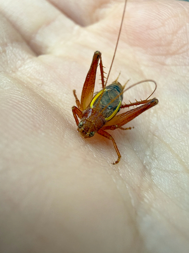 Restless Bush Cricket