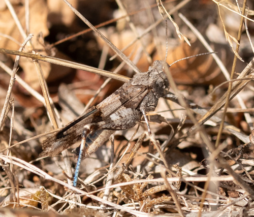 Blue-winged Grasshopper